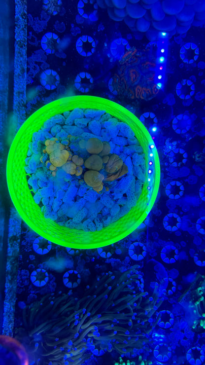 MEDIUM Round Coral Box w/Lid